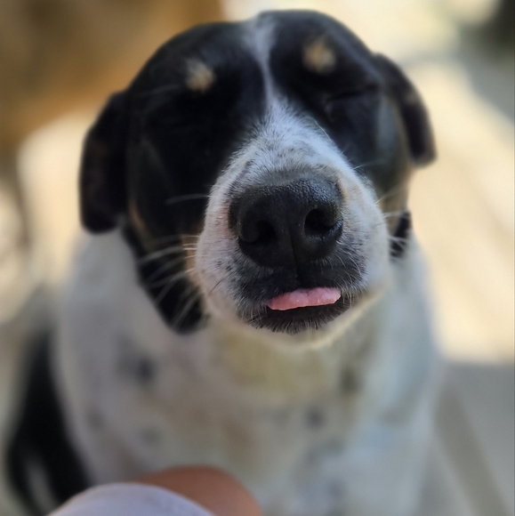 Meet your Posher, Cajun - Picture 7 of 16